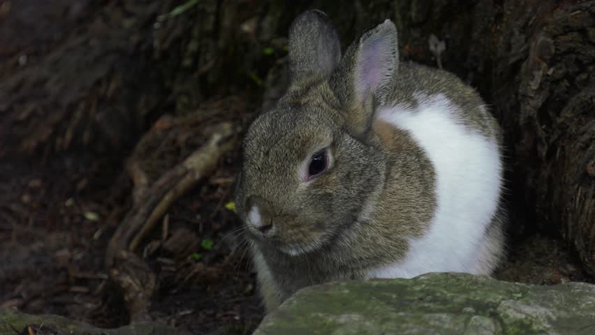 rabbit hiding in forest close up