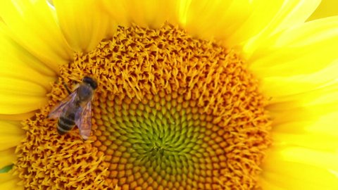 Honey bee collect pollen on a sunflower on sunflower field