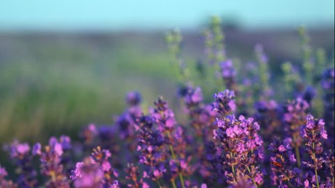 Blooming lavender large field with at sunset of the day blue sky. Slider of the moment wind sways the flowers of lavender and the bees gather nectar. Relax. Aromatherapy