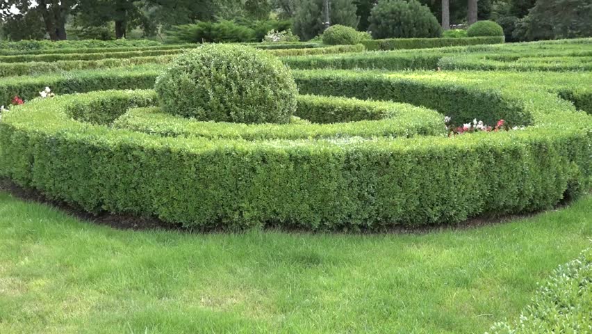 Trimmed bushes in a beautiful park