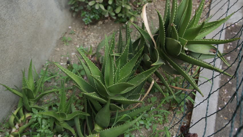 Agave growing in Italy