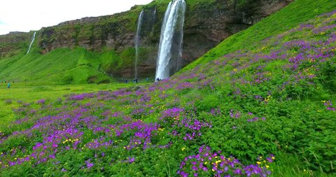 Many Waterfalls In A Colorful Green Valley With Flowers - Aerial Footage of Seljalandsfoss Falls in Iceland