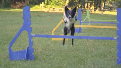 Big Dog Doing Long Jump On Stock Footage 100 Royalty Free 6807061 Shutterstock