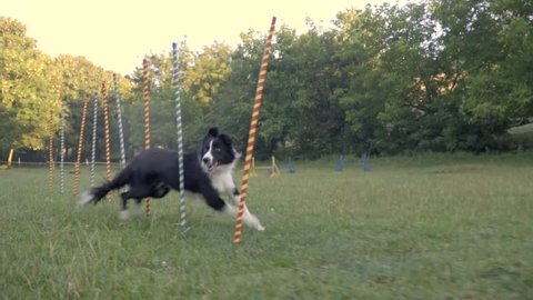 Slalom the dog. Black and white border collie runs between the firing poles on a green meadow, slow motion shooting