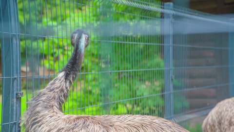 Two ostriches are moving very slowly around their cage. The visitors can approach them very close.
