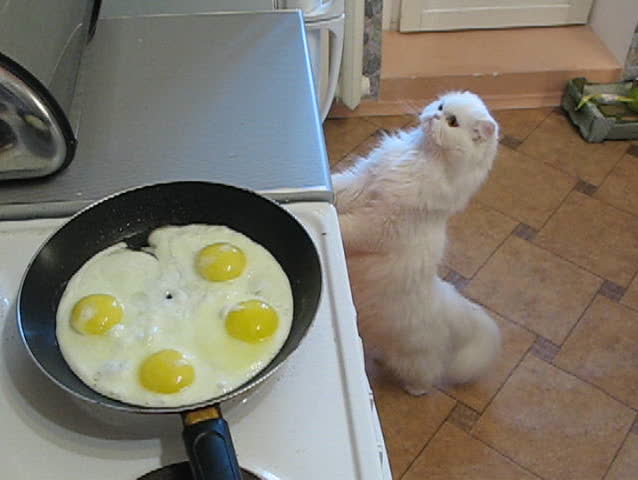 cat and eggs