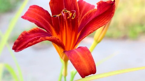 Beautiful flower lily on a country flower bed 
