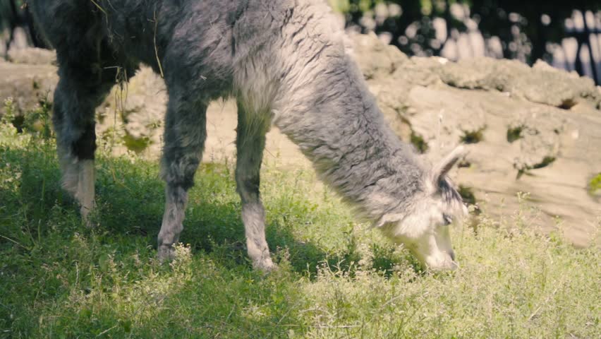 alpaca (Vicugna pacos) is a domesticated species of South American camelid. It resembles a small llama in appearance. eating grass, sunny day, summer, slow motion 250 FPS