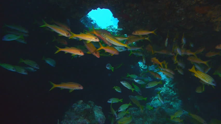 schooling fish in ship wreck