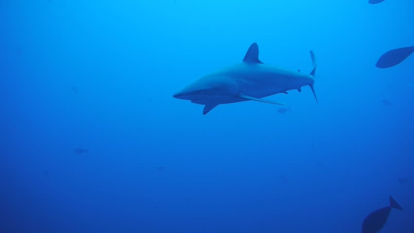 silky shark, red sea
