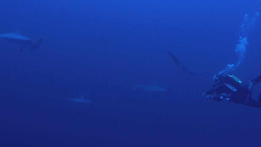 scubadiver and schooling hammerhead sharks
