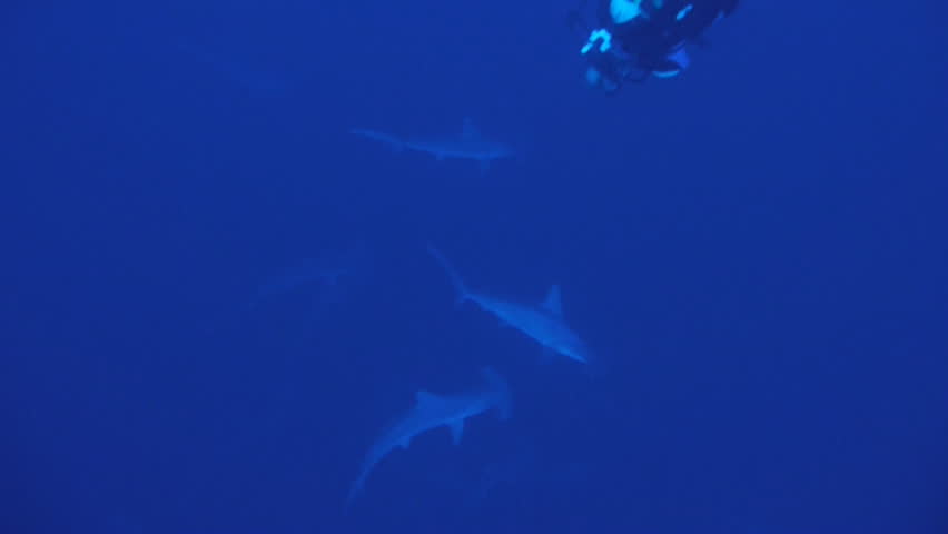 scubadiver and schooling hammerhead sharks