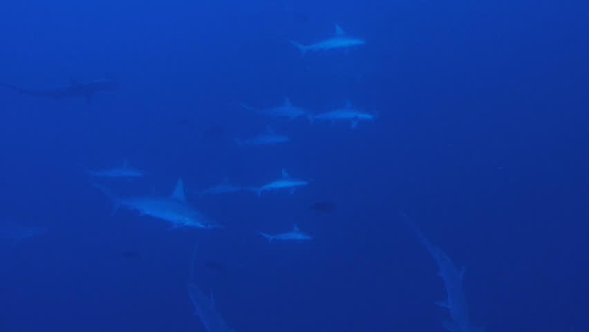 schooling hammerhead sharks