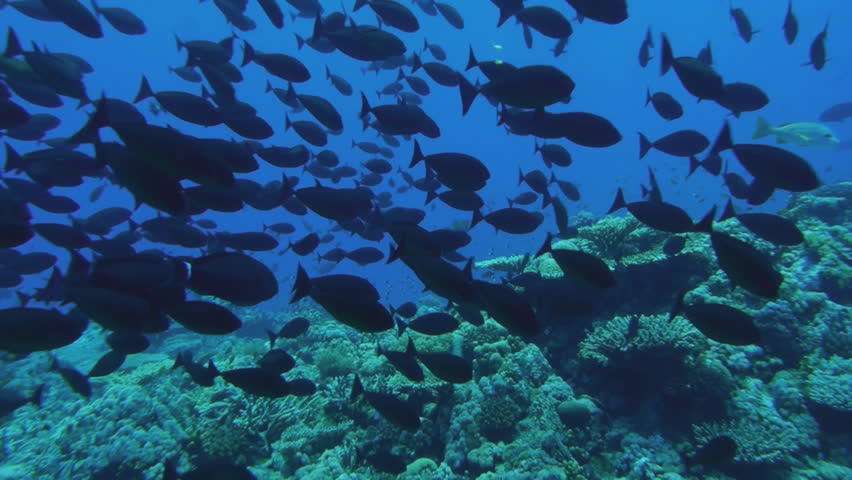 schooling coral fish over coral reef