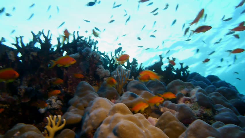 schooling coral fish over coral reef
