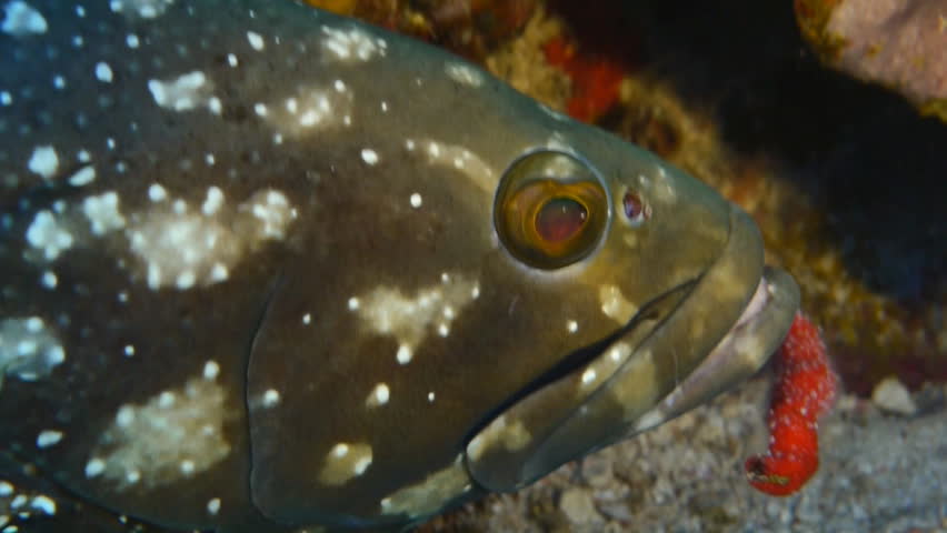 head of grouper, red sea