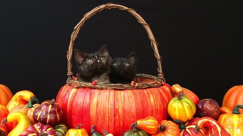 4K HD Video of two black kittens sitting in an autumn pumpkin shaped basket surrounded by squash and gourds black background. Looking up then at viewer then up and at viewer. Repeat.