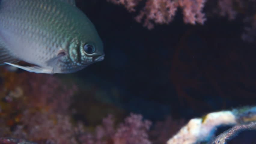 coral fish moving between corals