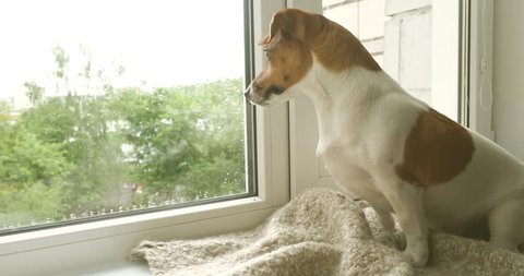 Cute dog jack russell terrier lying on the window and waiting for the owner.