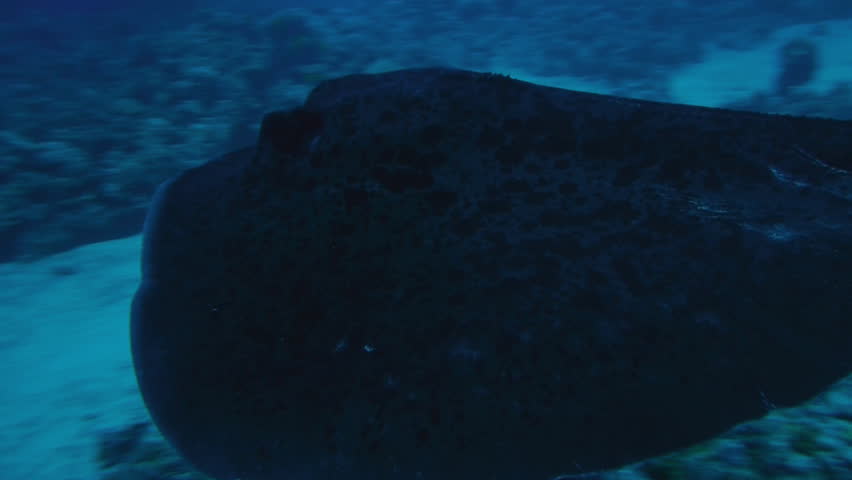 black stingray over coral reef, shakes body