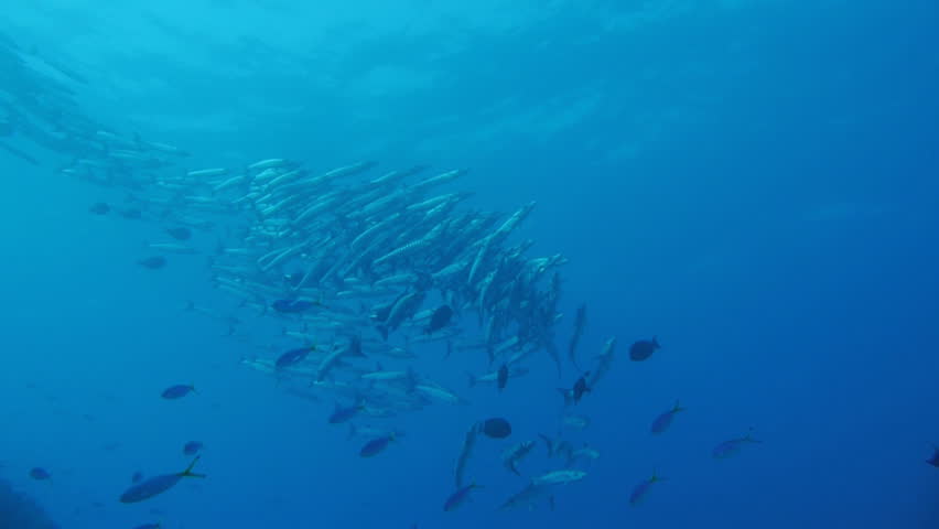 giant school of chevron barracudas, red sea, sudan