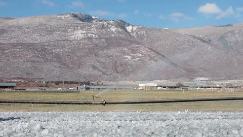 Irrigation sprinkler farm frozen ice with rainbow. Aluminum wheel sprinkler frozen solid from early winter storm and cold weather.  Agricultural crop. High altitude mountain valley central Utah.