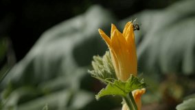 Cucurbita pepo and the bee slow motion 1080p FullHD footage - Pumpkin  squash plant yellow flower slow-mo 1920X1080 HD video