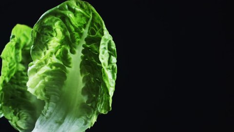 4k Vegetable on Black Background, Cabbage