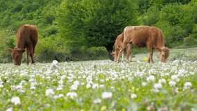 Domestic cattle breeding. Cows graze in the meadow. A herd of cows grazing on a green field with clover.