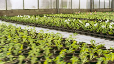 In the Sunny Industrial Greenhouse Camera Moves Through the Rows of Colorful, Beautiful, Rare and Commercially Viable Flowers and Plants Growing.Big Scale Production Theme. hot on RED EPIC-W 8K Camera