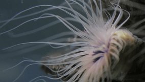 underwater view at anemone