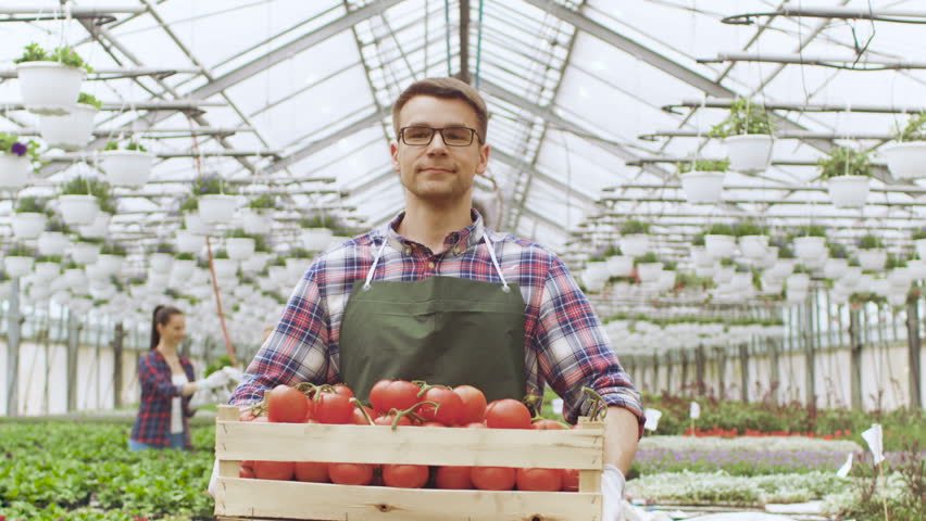 Happy Farmer Walks with Box full of Tomatoes Through Industrial, Brightly Lit Greenhouse. There's Rows of Organic Plants Growing. Shot on RED EPIC-W 8K Helium Cinema Camera. Royalty-Free Stock Footage #29466211