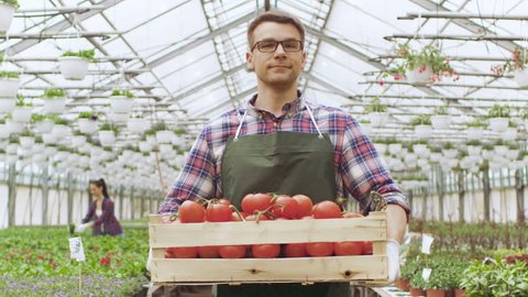Happy Farmer Walks with Box full of Tomatoes Through Industrial, Brightly Lit Greenhouse. There's Rows of Organic Plants Growing. Shot on RED EPIC-W 8K Helium Cinema Camera.