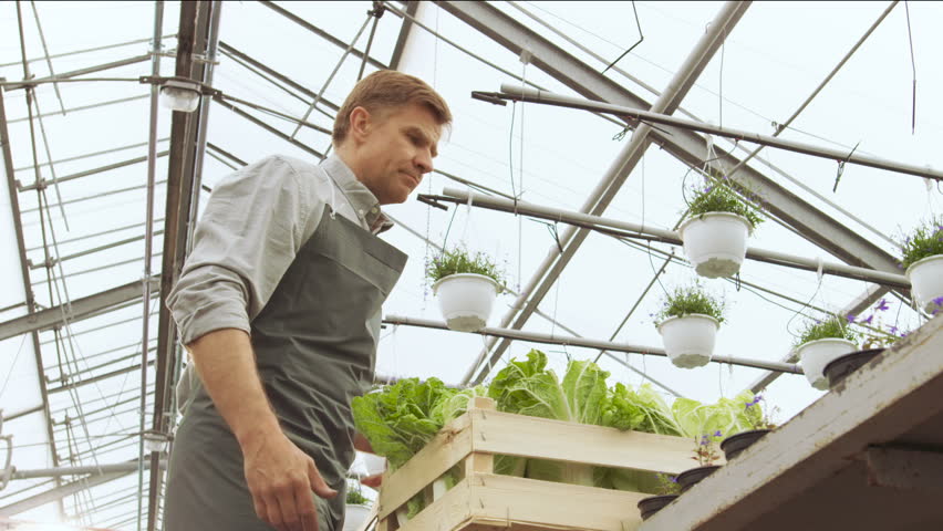 Farmers Work as a Team Passing Box of Vegetables to Each other. They Work in the Big Industrial Greenhouse. Shot on RED EPIC-W 8K Helium Cinema Camera. Royalty-Free Stock Footage #29466223