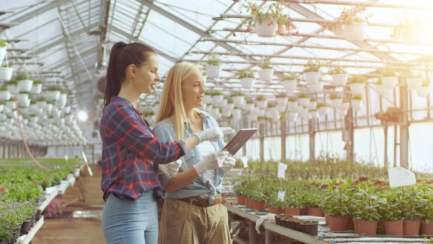 Agricultural Engineer Holds Tablet Computer Walks Through Industrial Greenhouse with Professional Farmer. They Examine State of Plants and Analyze Growing Potential. 8K UHD. Royalty-Free Stock Footage #29466235