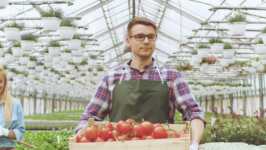 Happy Farmer Walks with Box full of Tomatoes Through Industrial, Brightly Lit Greenhouse, other Farmers Work with Vegetables. There's Rows of Organic Plants Growing.Shot on RED EPIC-W 8K Cinema Camera Royalty-Free Stock Footage #29466289