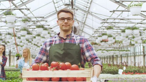 Happy Farmer Walks with Box full of Tomatoes Through Industrial, Brightly Lit Greenhouse, other Farmers Work with Vegetables. There's Rows of Organic Plants Growing.Shot on RED EPIC-W 8K Cinema Camera