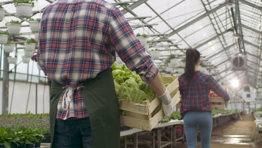 Following Shot of Two Professional Farmers/Gardeners Walking in Industrial Greenhouse while Carrying Boxes with Tomatoes and Lettuce. Shot on RED EPIC-W 8K Helium Cinema Camera. Royalty-Free Stock Footage #29467051