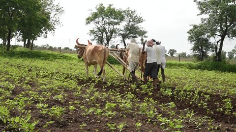 AMRAVATI, MAHARASHTRA, INDIA 30 JULY 2017 : Farmer's are plowing Soybean field in traditional way where a plow with pair of oxen, farmer using oxen for working in the field, An Indian farming scene.