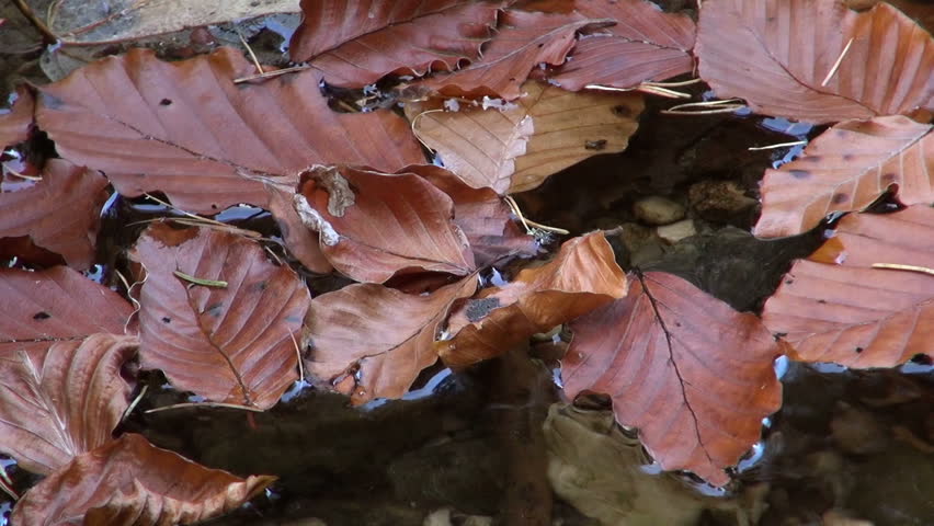 Tailed amphibian, fire salamander