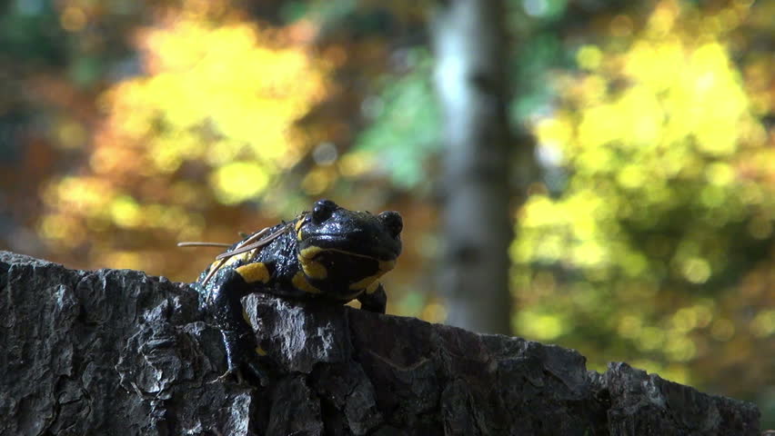 Tailed amphibian, fire salamander