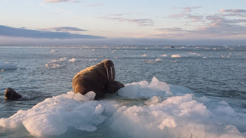 Walruses in their natural environment