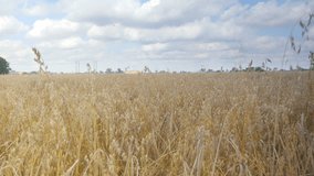 High quality video of oat field in 4K

Footage created on an professional electronic slider