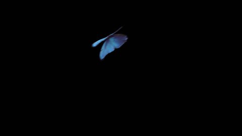 Realistic Blue Butterfly flying left to right isolated on transparent background. PNG Alpha Channels Quicktime MOV. 3d render animation. Slow Motion.