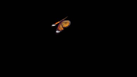 Realistic Yellow Butterfly flying left to right isolated on transparent background. PNG Alpha Channels Quicktime MOV. 3d render animation. Slow Motion.