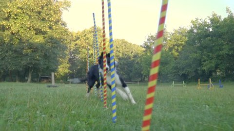 Slalom the dog. Border collie fast runs between the multicolored pillars behind the woman handler with small ball, slow motion