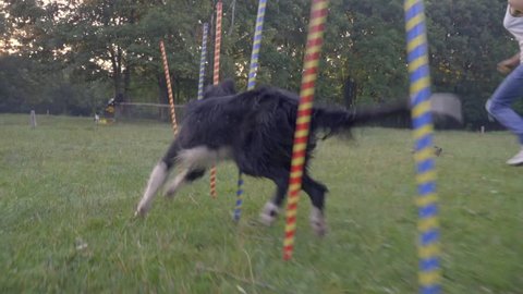 Slalom Border Collie Training Runs Among Multicolored Pillars On The Nature Summer Day, slow motion shooting