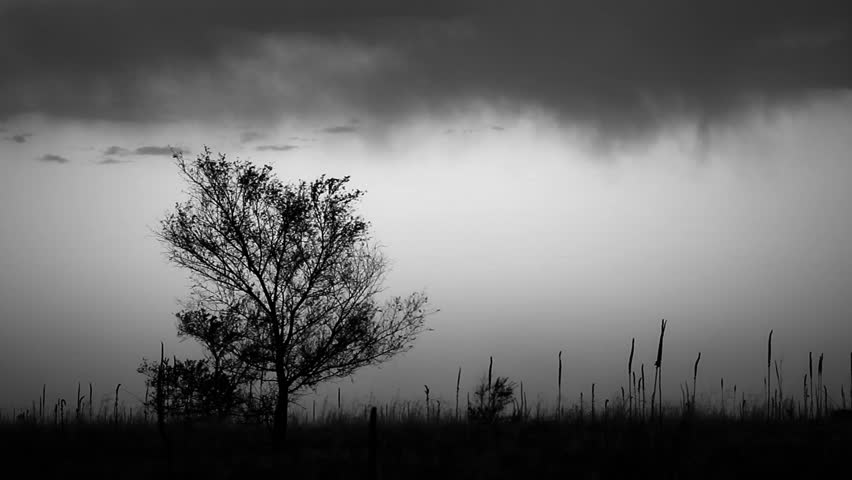 Ominous black and white scene of trees and cattails in a storm. HD 1080p.