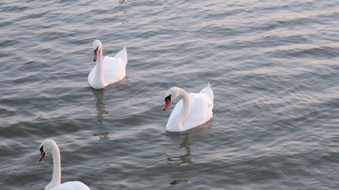 Swans float. Swans song. White swans.