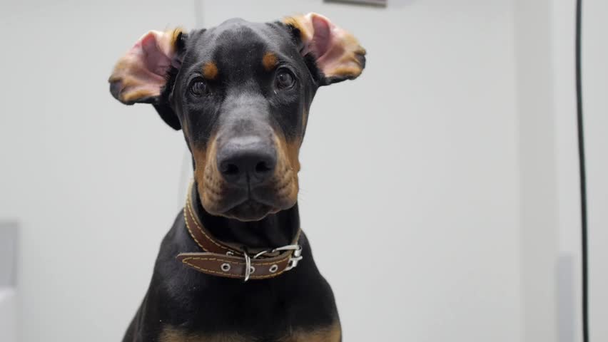 doberman diamond collar